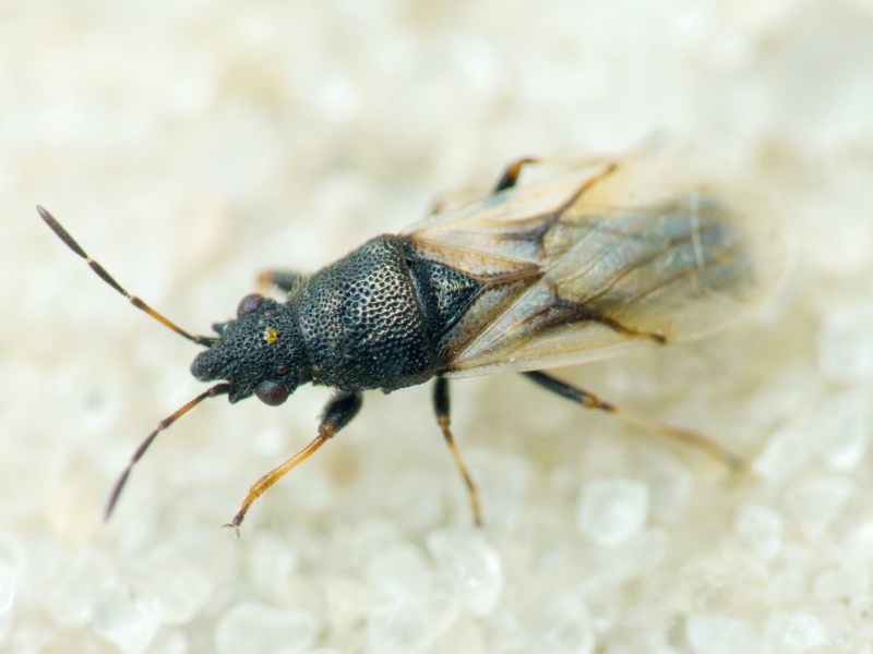 Metopoplax origani (Kolenati, 1845)